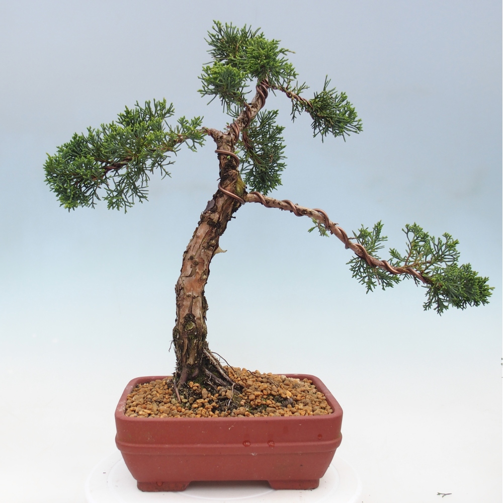 Bonsai voor buiten - Juniperus chinensis Kishu
