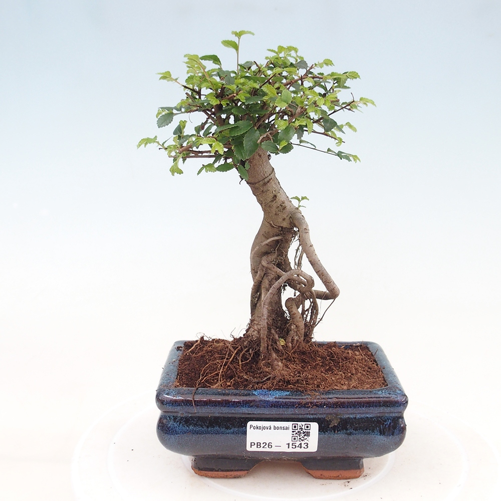Kamerbonsai - Ulmus parvifolia - Winteriep