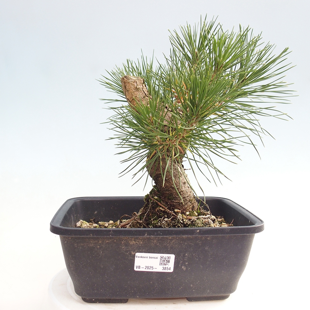 Bonsai voor buiten - Pinus thunbergii - Thunberg den