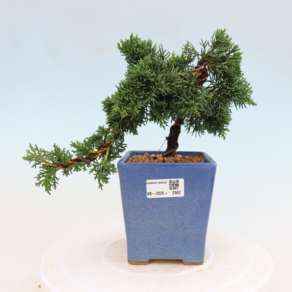 Bonsai voor buiten - Juniperus chinensis Kishu