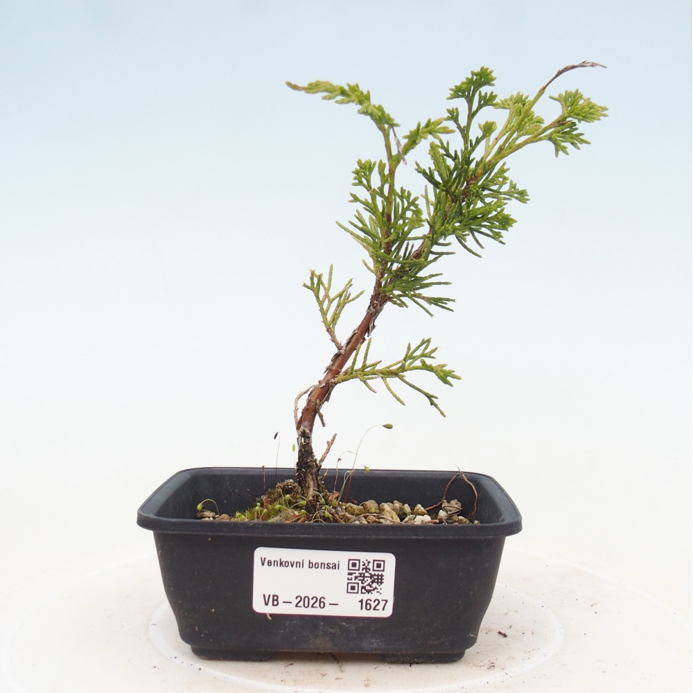 Bonsai voor buiten - Juniperus chinensis Itoigawa
