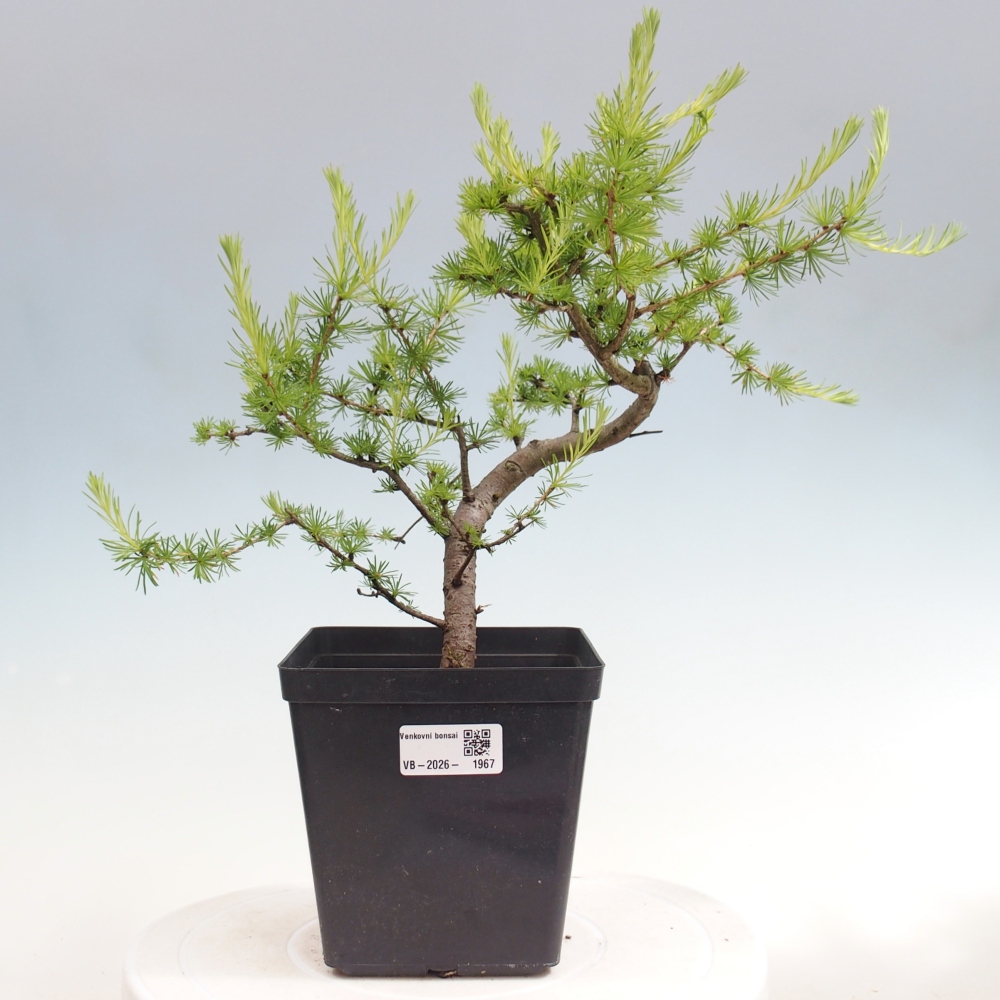 Bonsai voor buiten -Larix decidua - Lariks