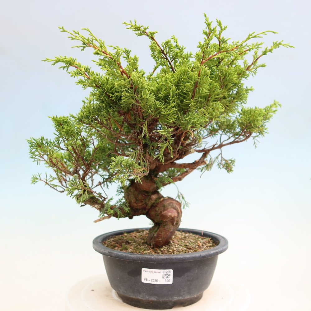 Bonsai voor buiten - Juniperus chinensis Itoigawa-Juniperus chinensis