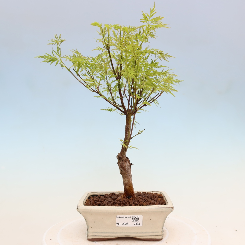 Bonsai voor buiten - Acer palmatum Dissectum