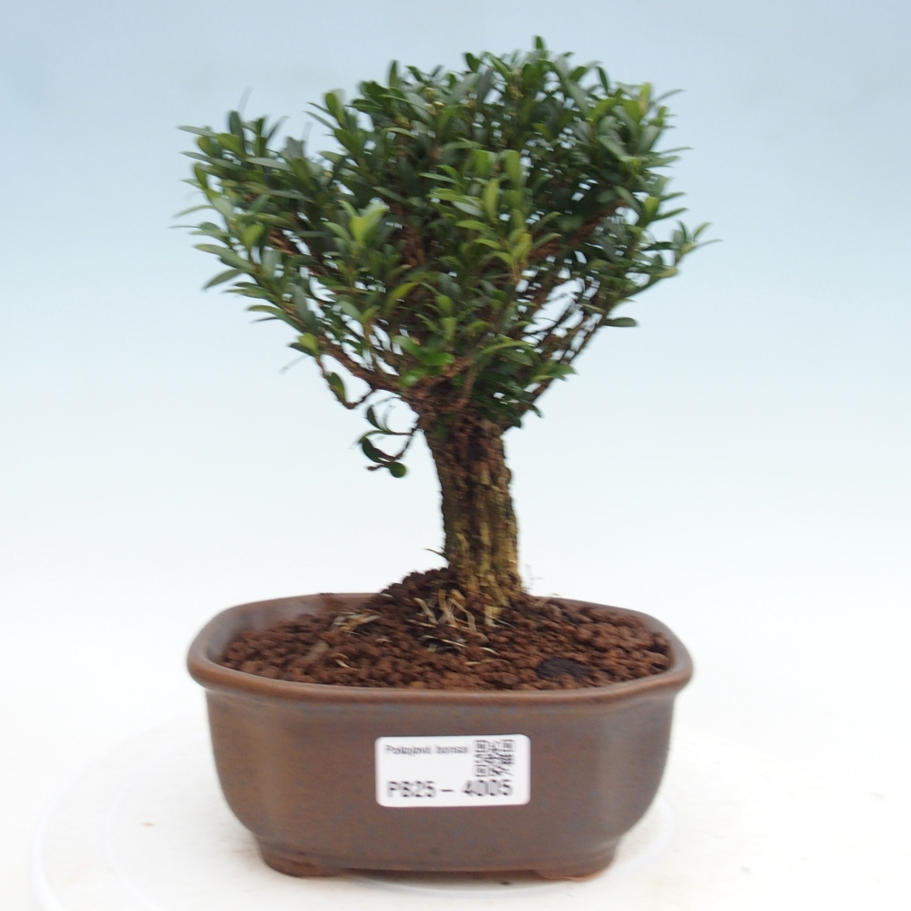 Kamerbonsai - Buxus harlandii - kurk buxus