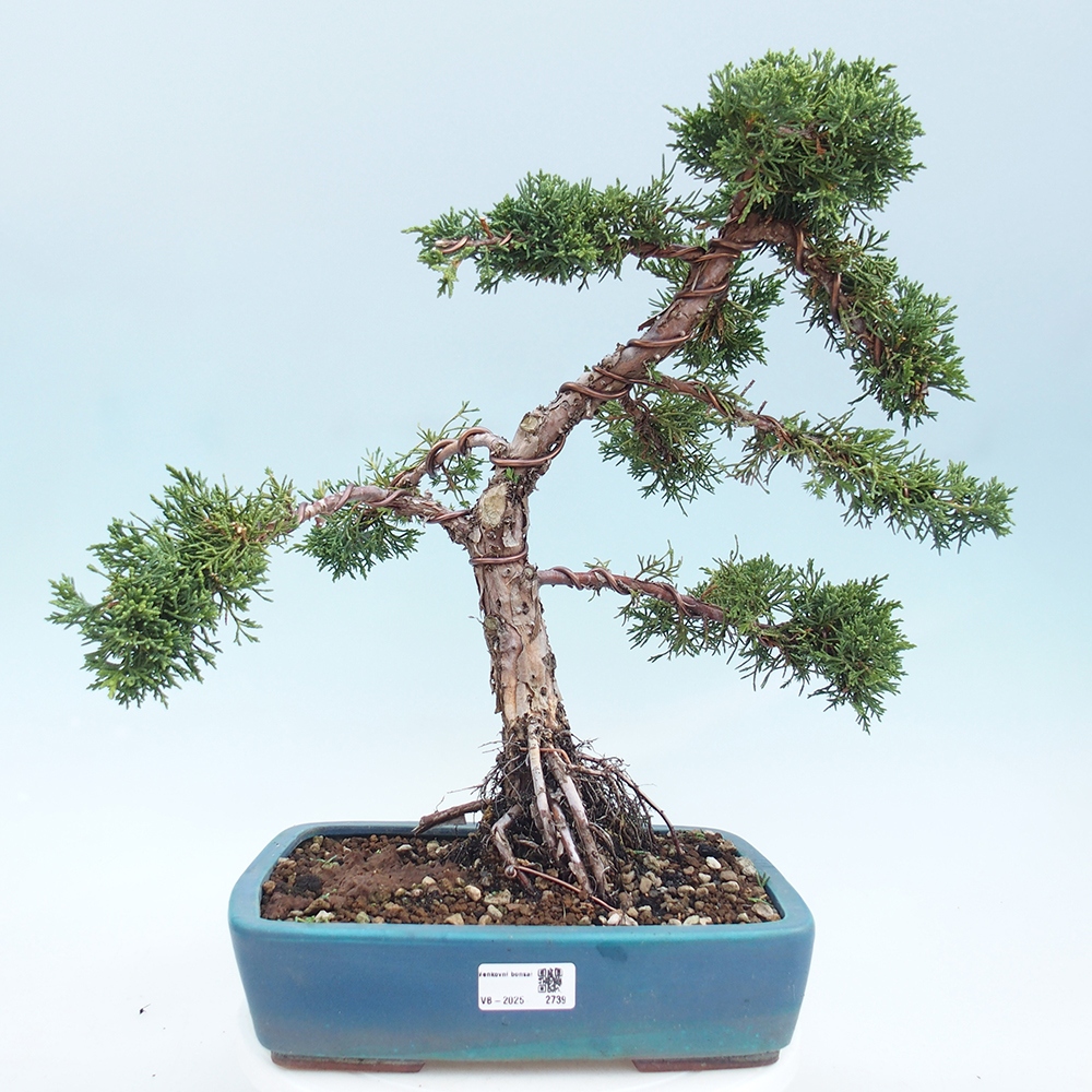 Bonsai voor buiten - Juniperus chinensis Kishu