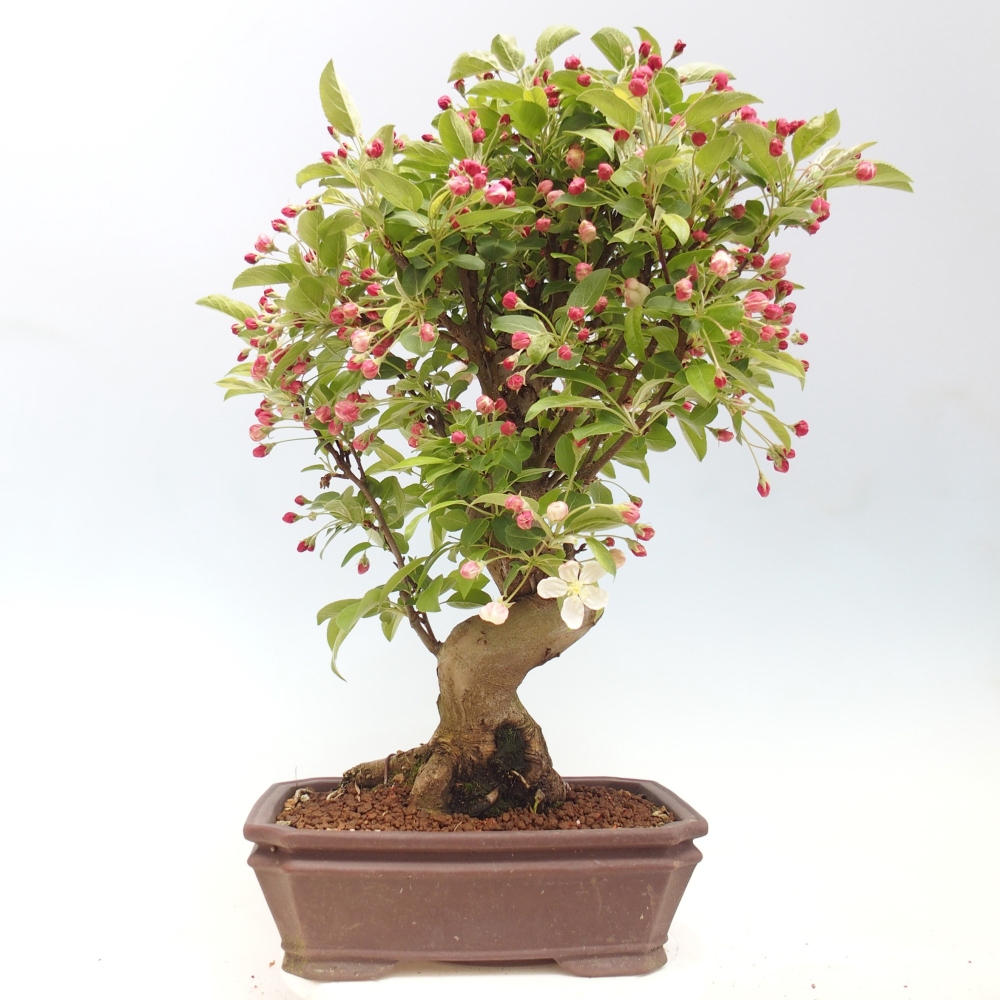 Bonsai voor buiten -Malus halliana - Appelboom met kleine vruchten