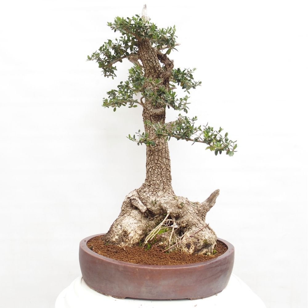 Bonsai voor binnen - Olea europaea sylvestris
