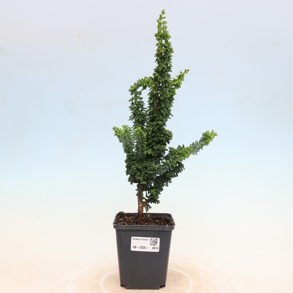 Bonsai voor buiten - Cham. obtusa SEKKA HINOKI - Cipres