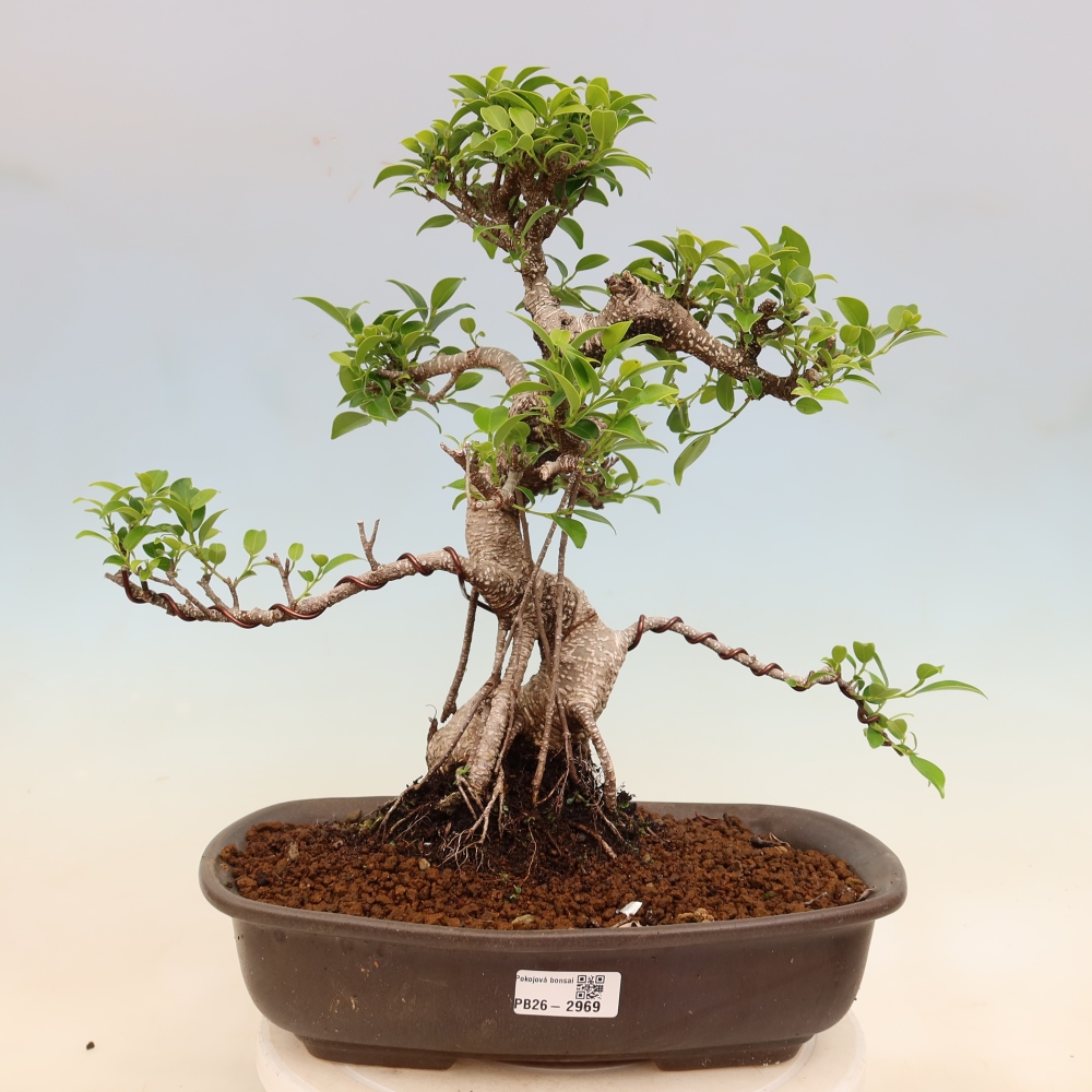 Kamerbonsai - Ficus kimmen - kleinbladige ficus