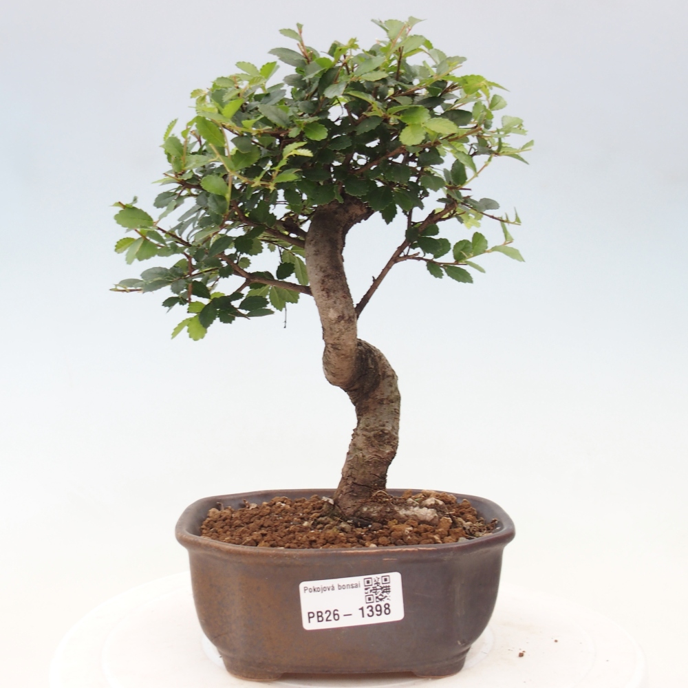 Kamerbonsai - Ulmus parvifolia - Winteriep
