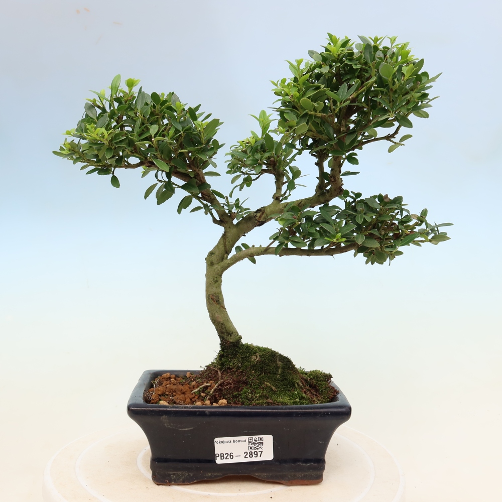 Kamerbonsai - Ilex crenata - Hulst