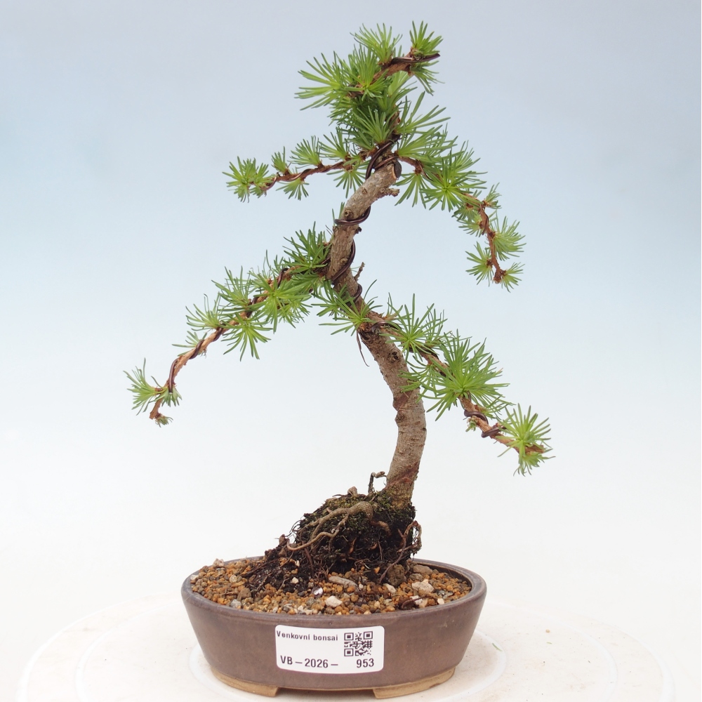 Bonsai voor buiten - Larix Kaempferi - Japanse lariks