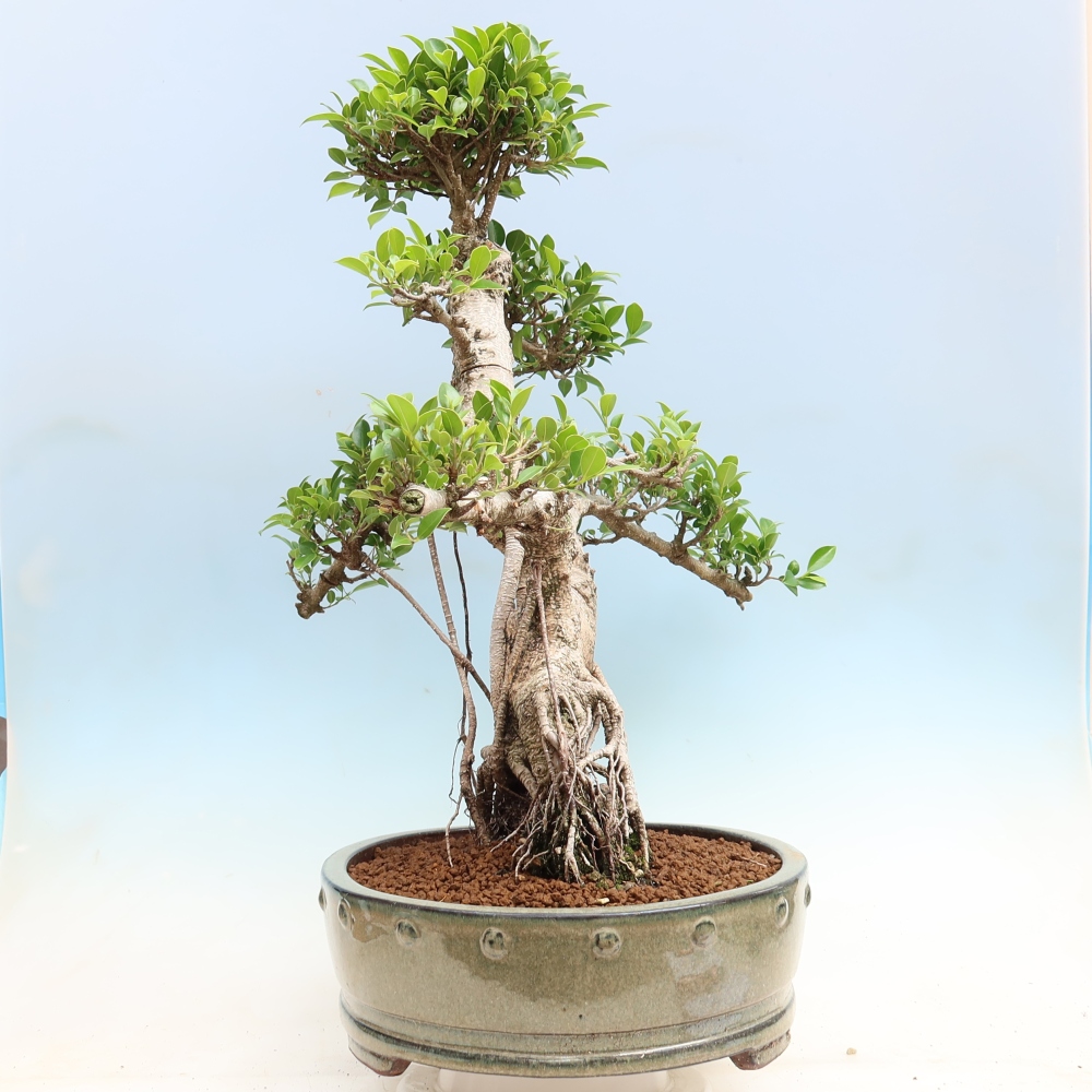 Kamerbonsai - Ficus kimmen - kleinbladige ficus