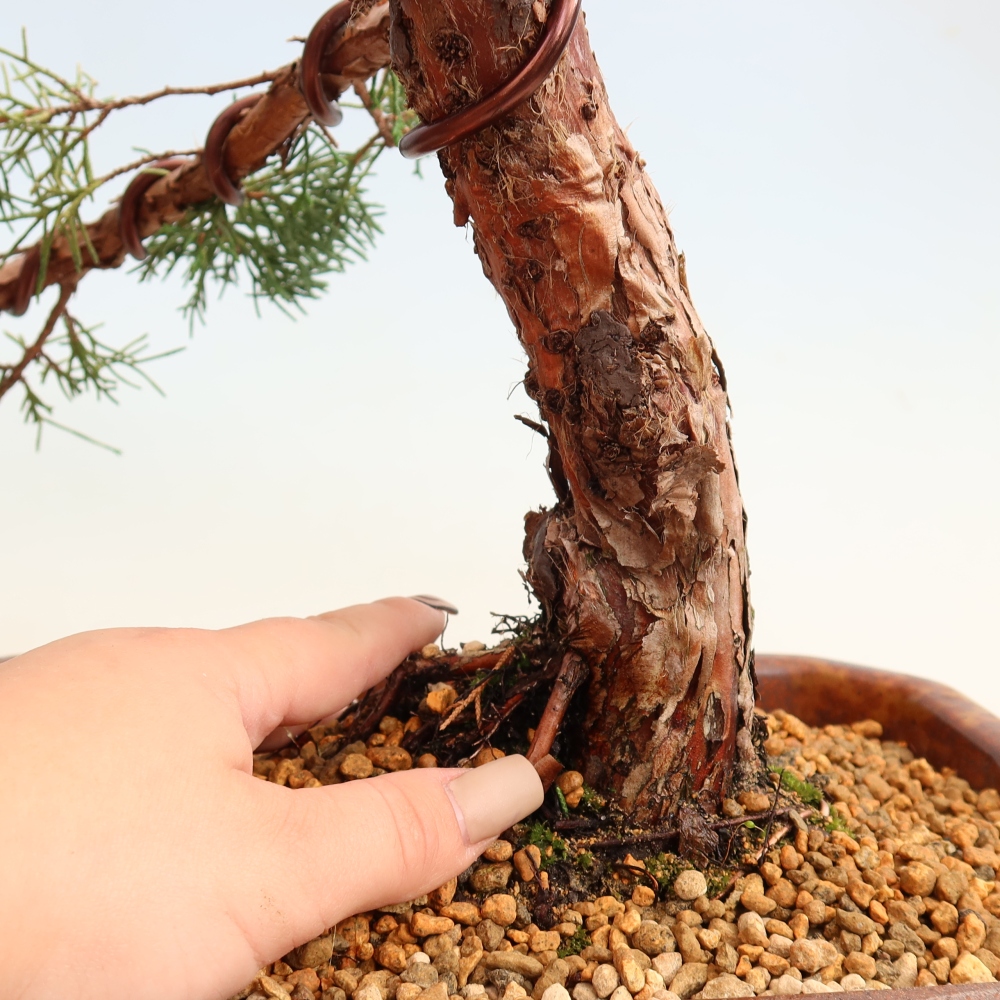 Bonsai voor buiten - Juniperus chinensis Kishu