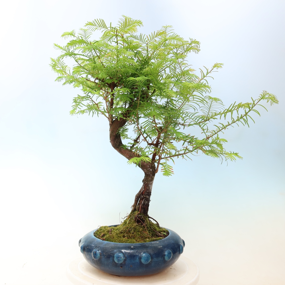 Bonsai voor buiten - Metasequoia glyptostroboides - Chinese Metasequoia
