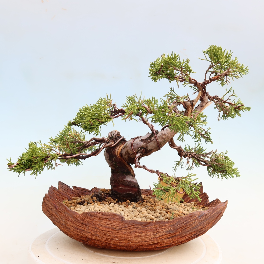 Bonsai voor buiten - Juniperus chinensis Itoigawa-Juniperus chinensis