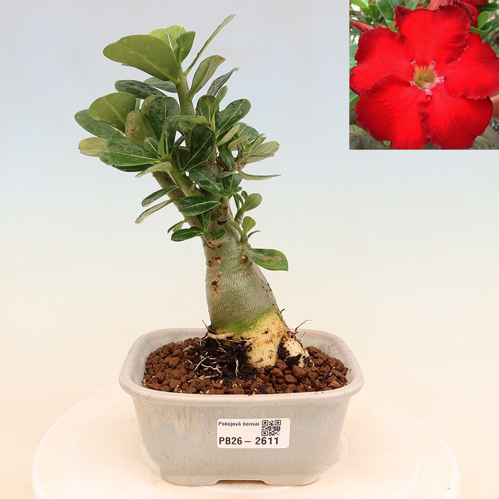 Kamerbonsai - Adenium obesum Red Star - Woestijnroos