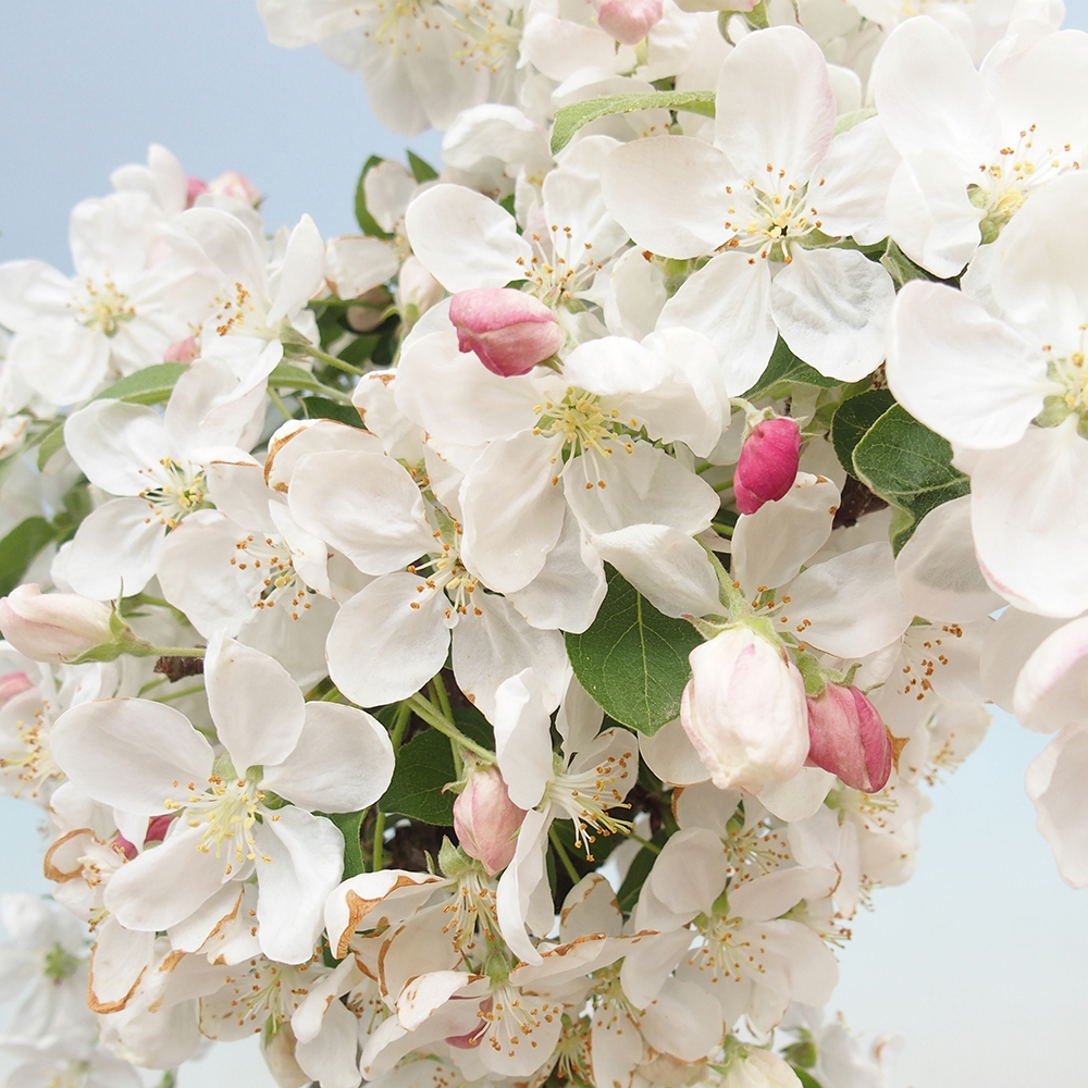 Bonsai voor buiten -Malus halliana - Appelboom met kleine vruchten
