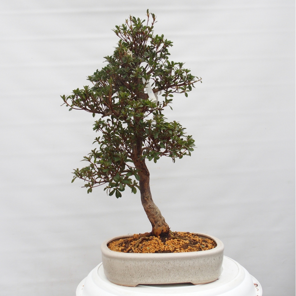 Bonsai voor buiten - Japanse Azalea - Azalea Hanatsuzuri