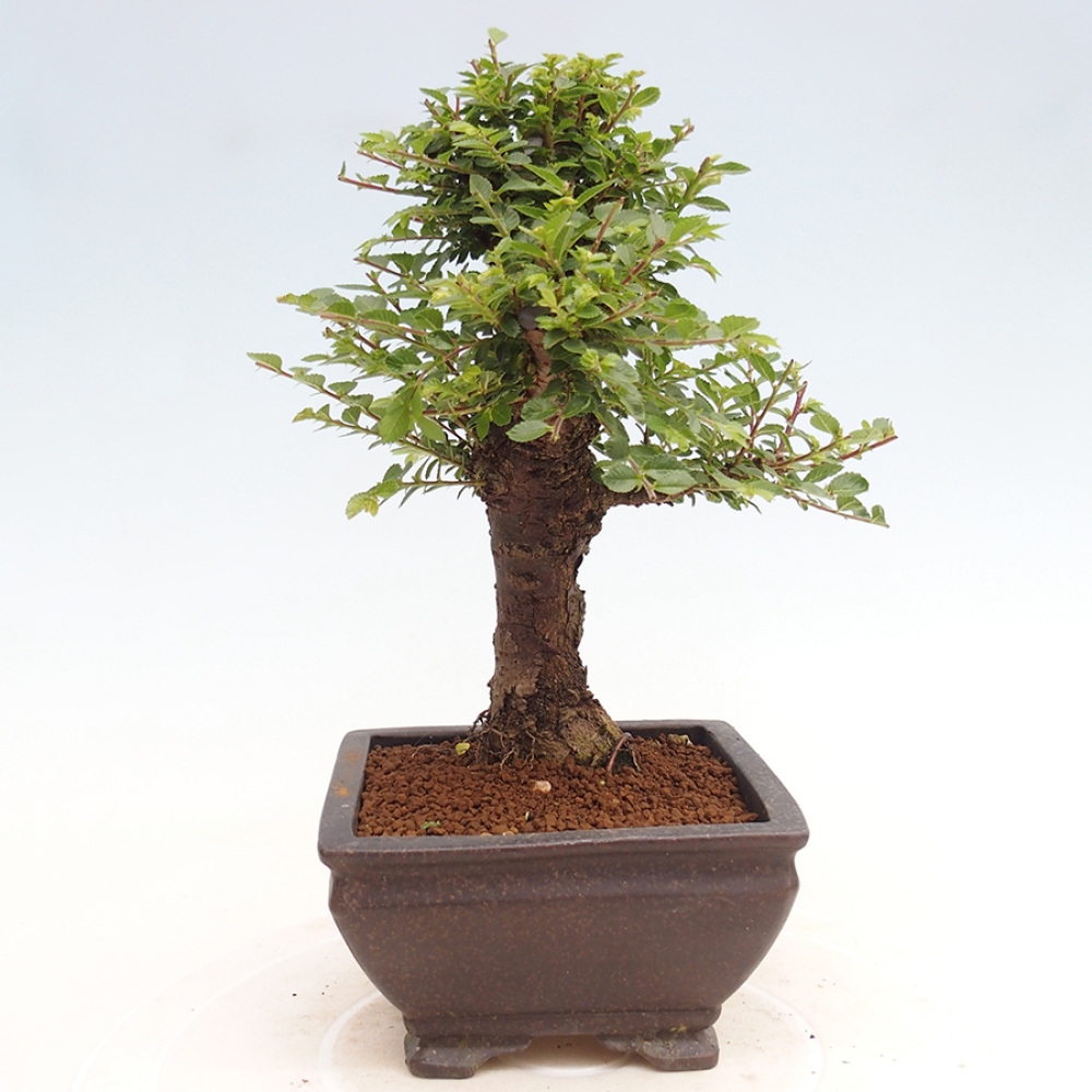 Bonsai voor buiten - Ulmus parvifolia Hokkaido - Chinese iep