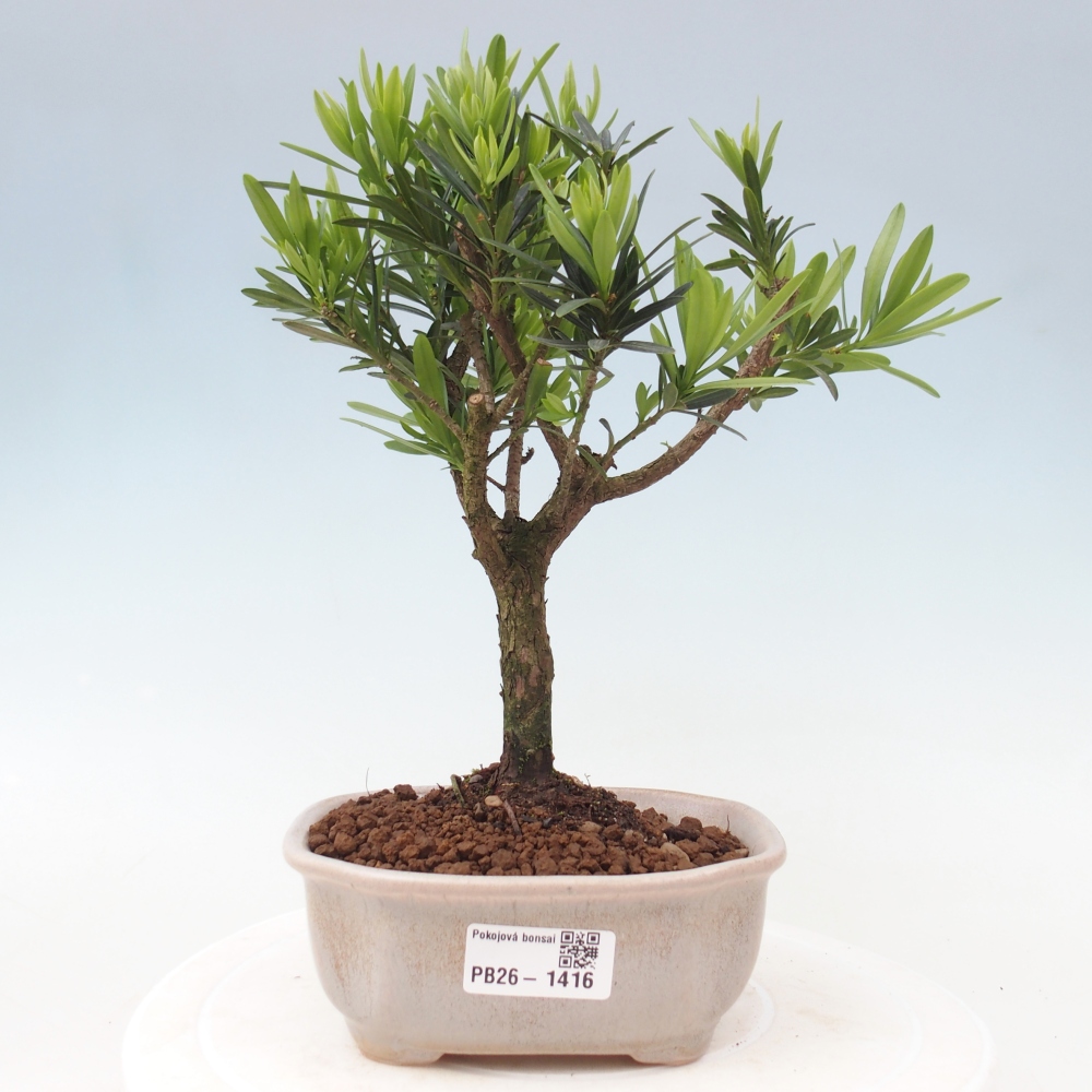 Kamerbonsai - Podocarpus - Taxus
