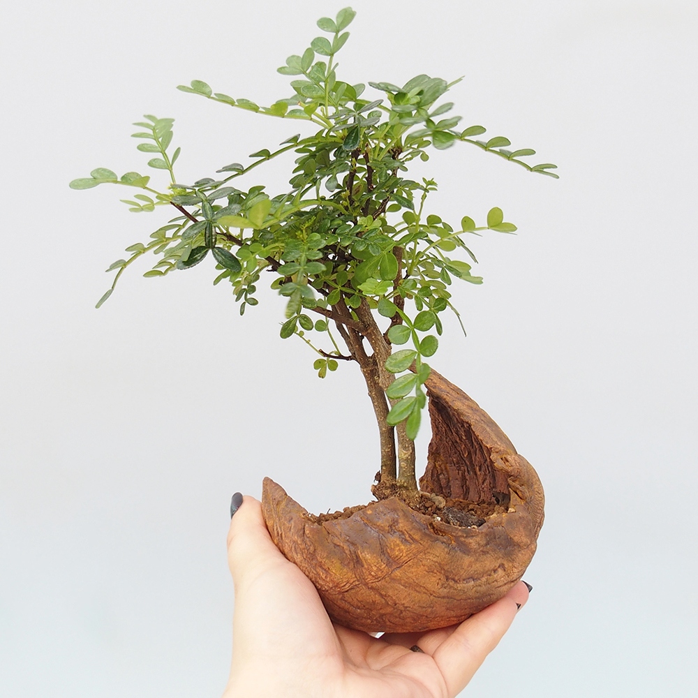 Kamerbonsai - Zantoxylum piperitum - peperboom