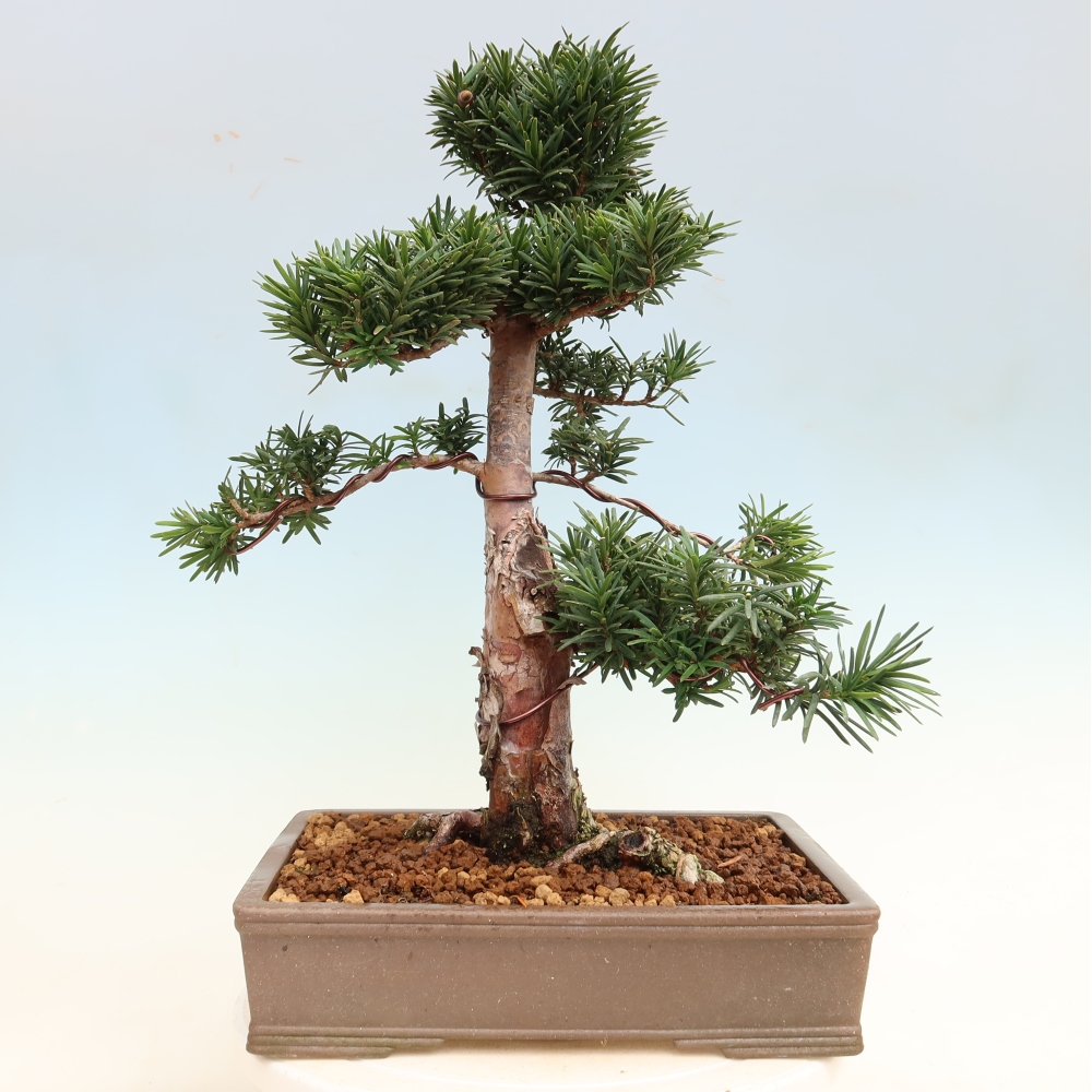 Bonsai voor buiten - Taxus cuspidata - Japanse Taxus