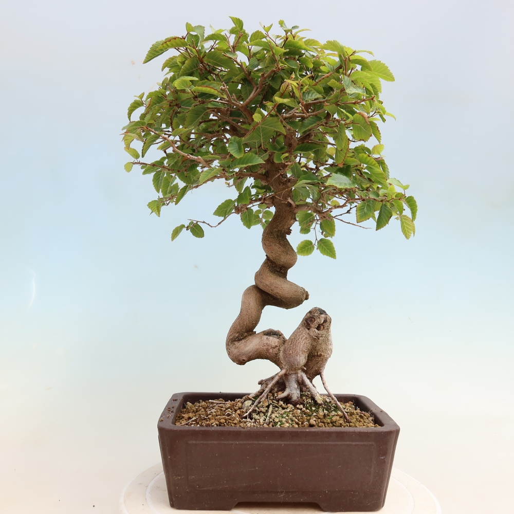 Bonsai voor buiten -Carpinus CARPINOIDES - Koreaanse haagbeuk