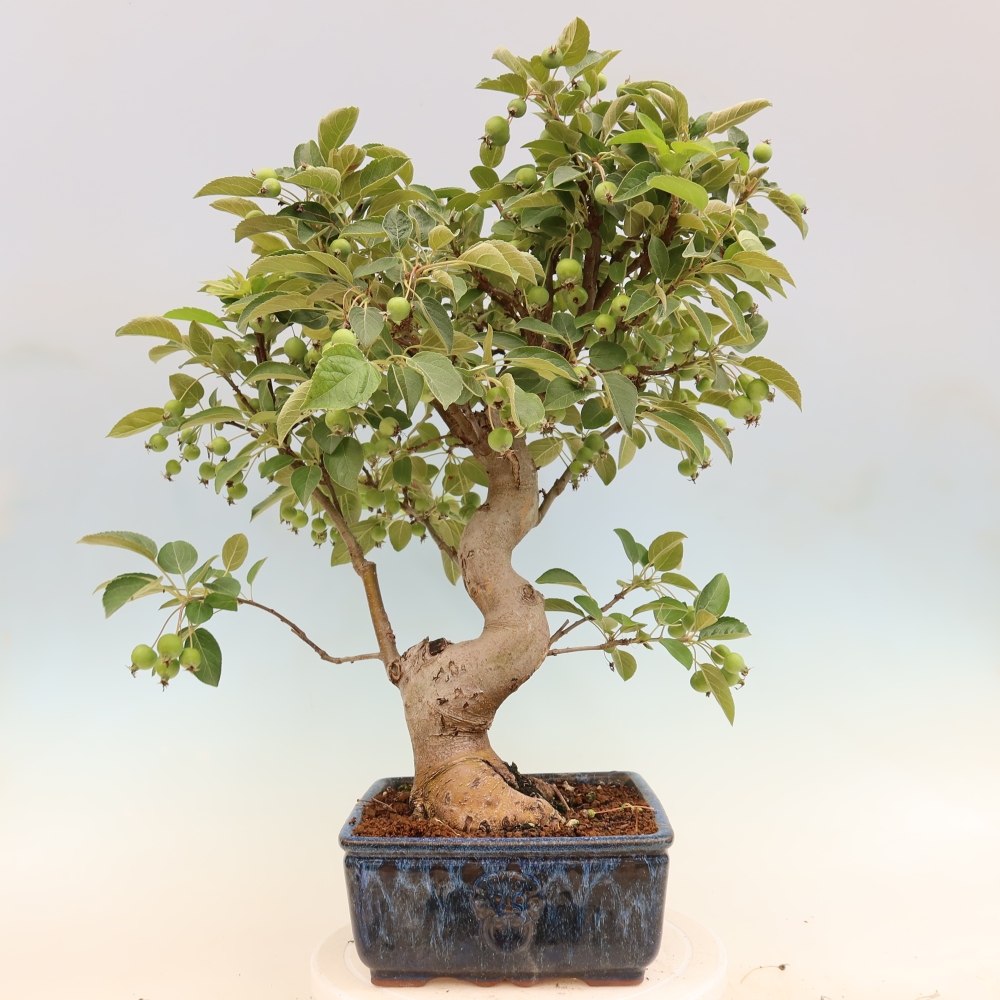 Bonsai voor buiten -Malus halliana - Appelboom met kleine vruchten