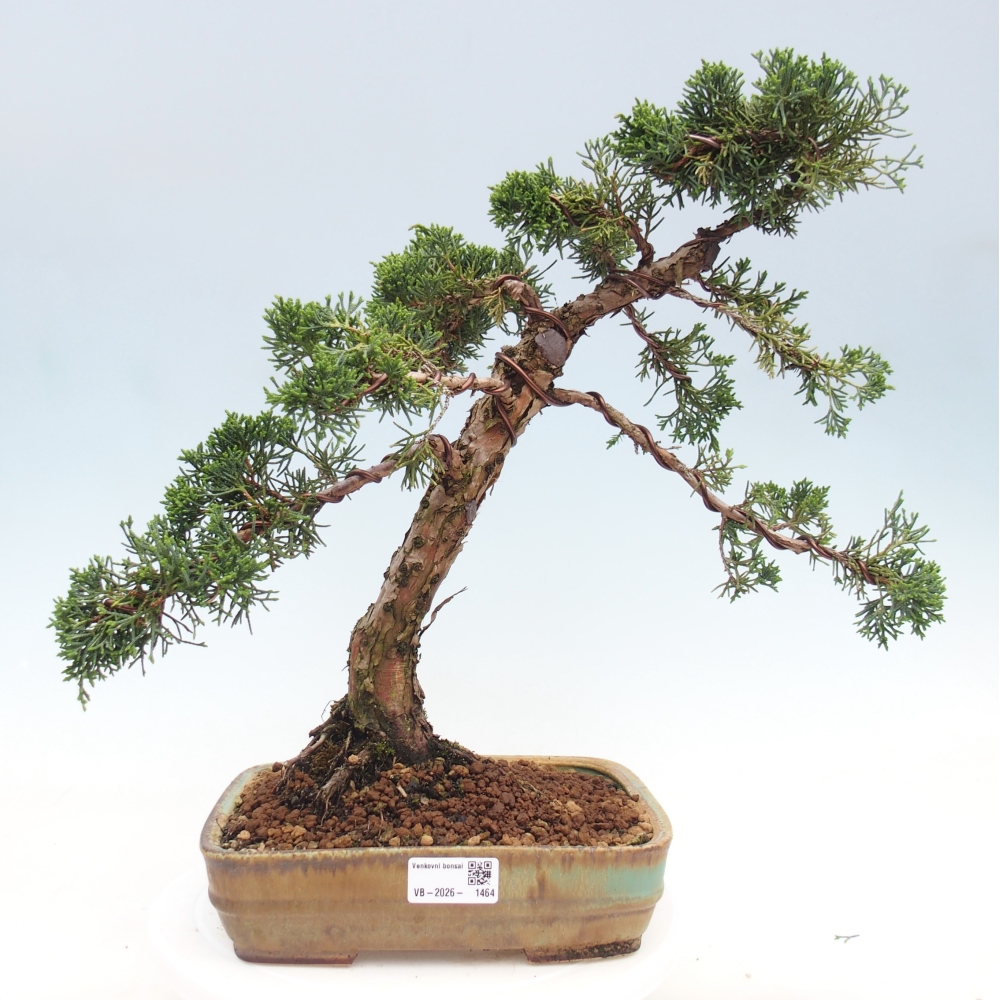 Bonsai voor buiten - Juniperus chinensis Kishu