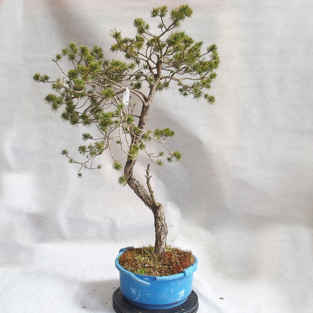 Yamadori - Pinus sylvestris