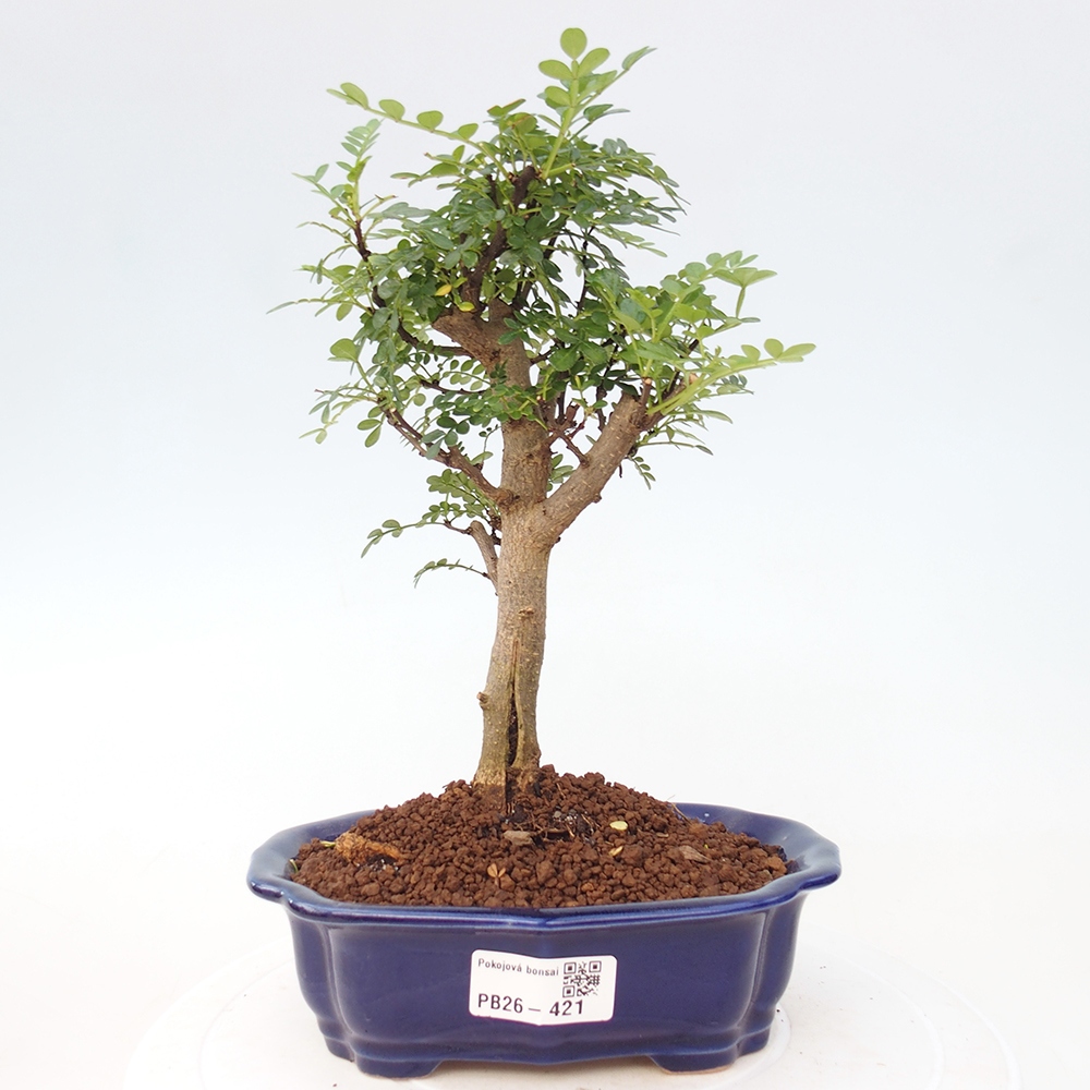 Kamerbonsai - Zantoxylum piperitum - peperboom