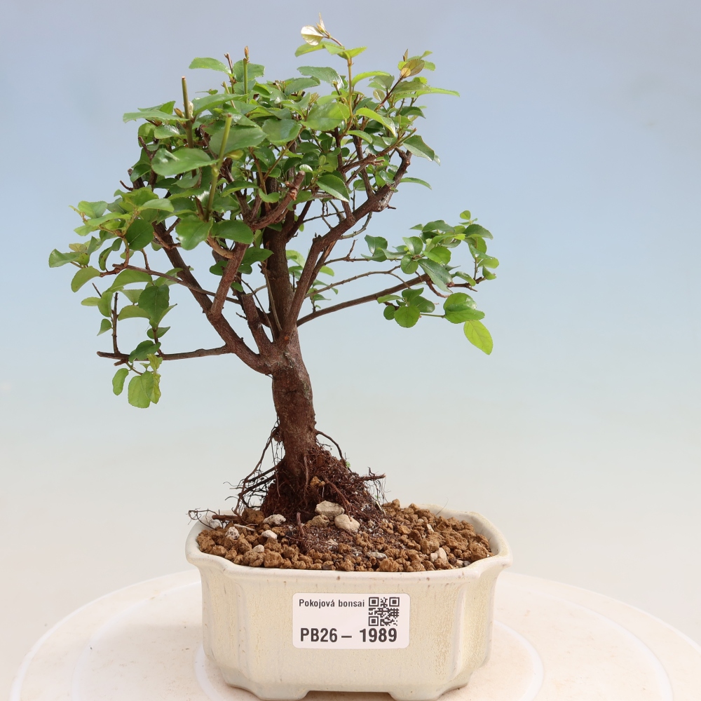 Kamerbonsai - Sageretia thea - Sageretia thea