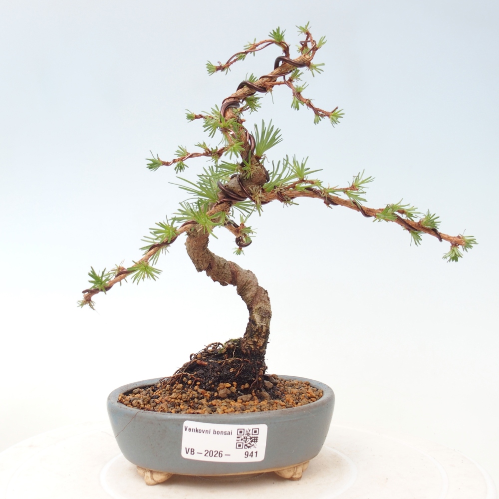 Bonsai voor buiten - Larix Kaempferi - Japanse lariks