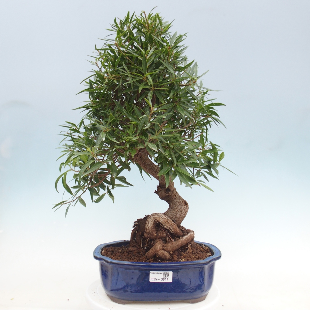 Kamerbonsai - Ficus nerifolia - kleinbladige ficus