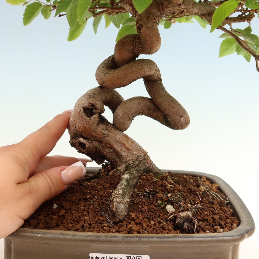 Bonsai voor buiten -Carpinus Coreana - Koreaanse haagbeuk