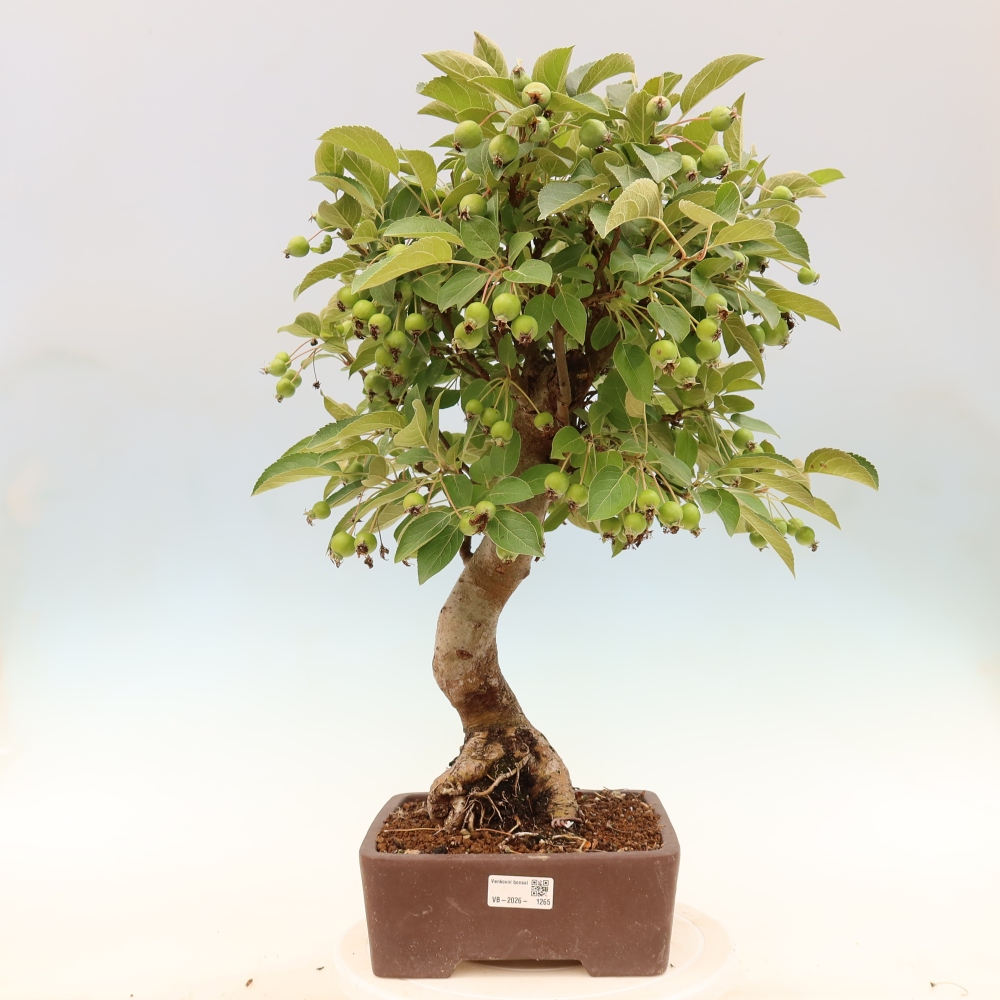 Bonsai voor buiten -Malus halliana - Appelboom met kleine vruchten