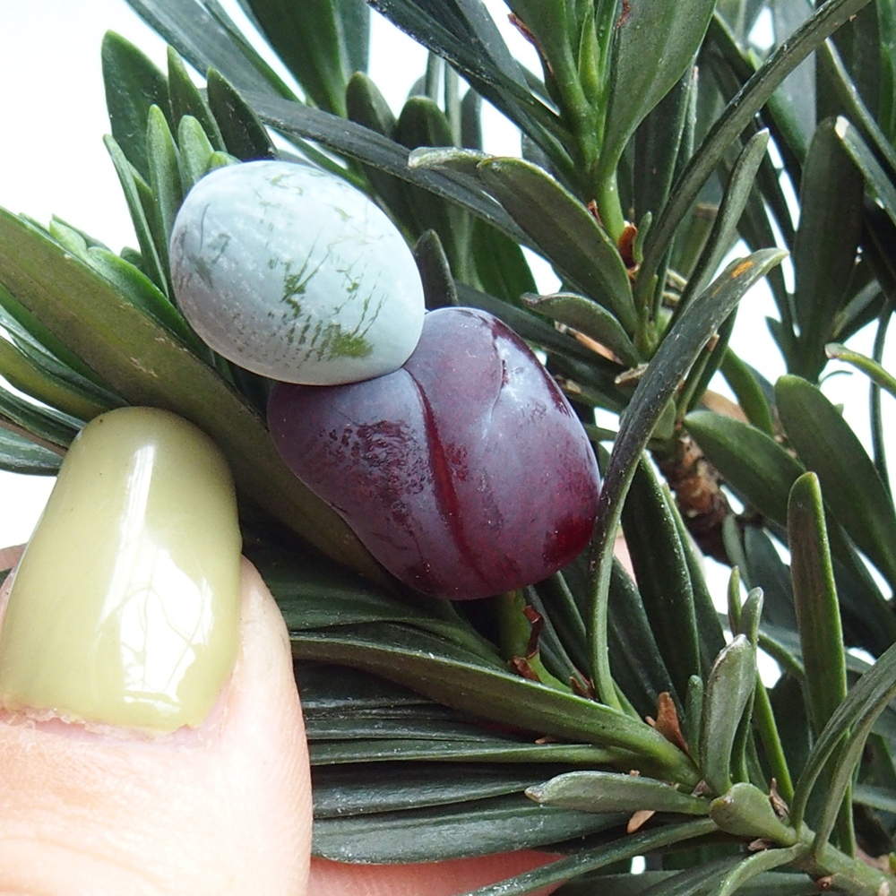 Kamerbonsai - Podocarpus - Taxus