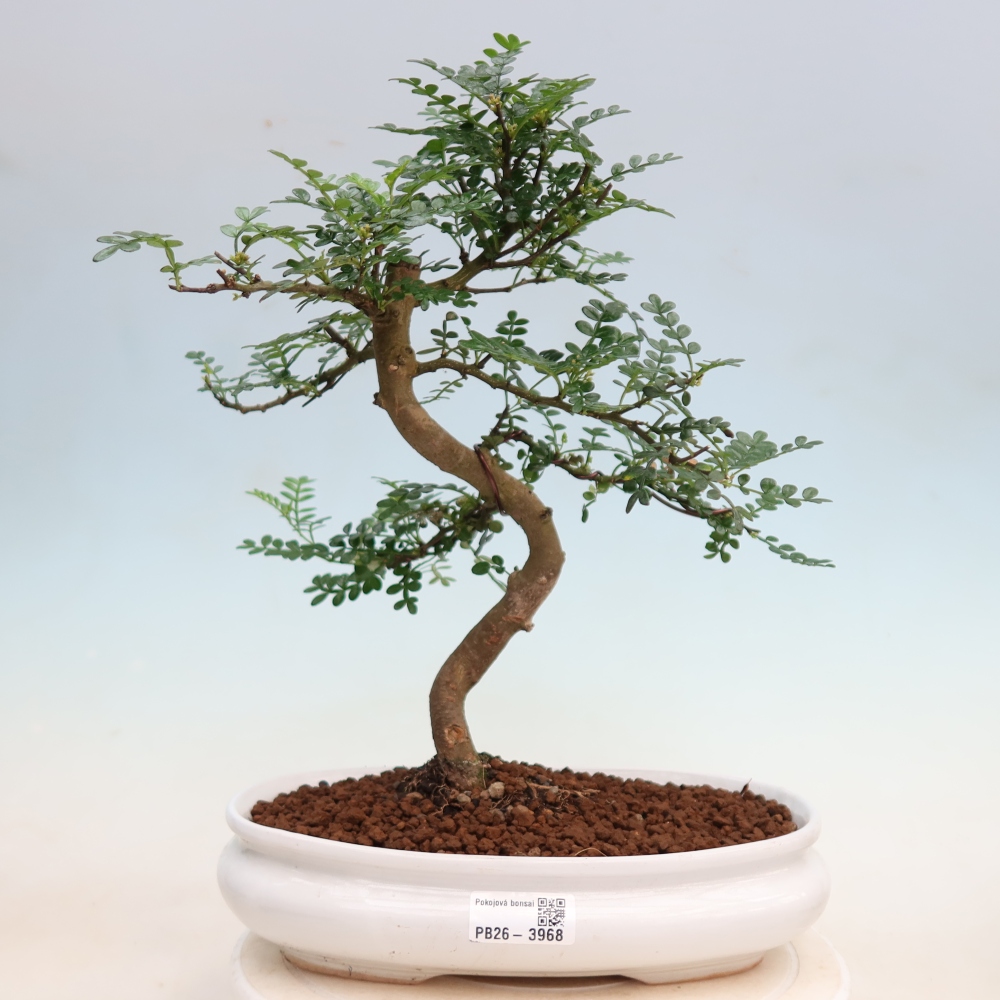 Kamerbonsai - Zantoxylum piperitum - peperboom