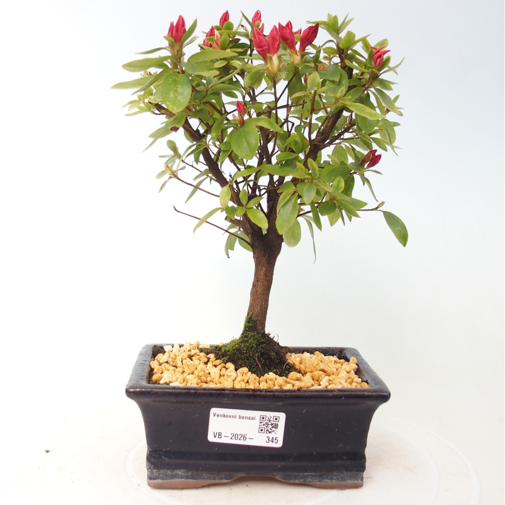 Bonsai voor buiten - Japanse azalea - Azalea sp.