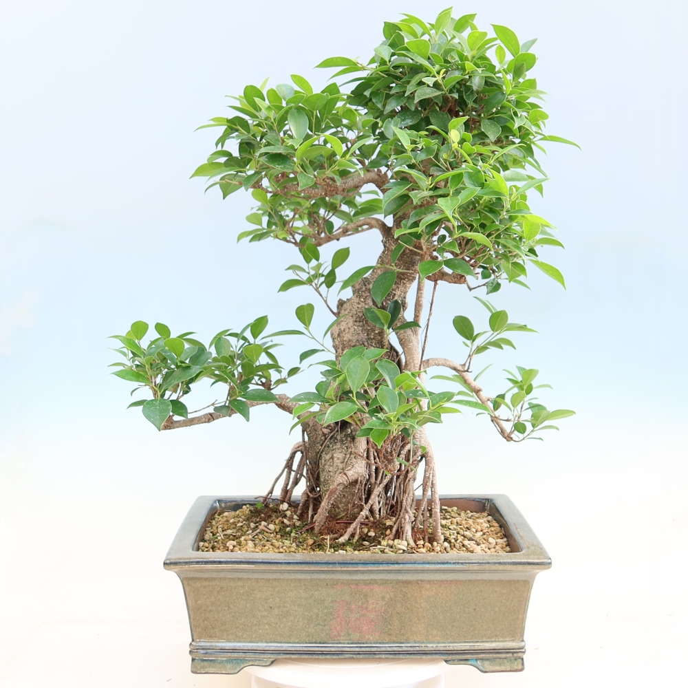Kamerbonsai - Ficus kimmen - kleinbladige ficus
