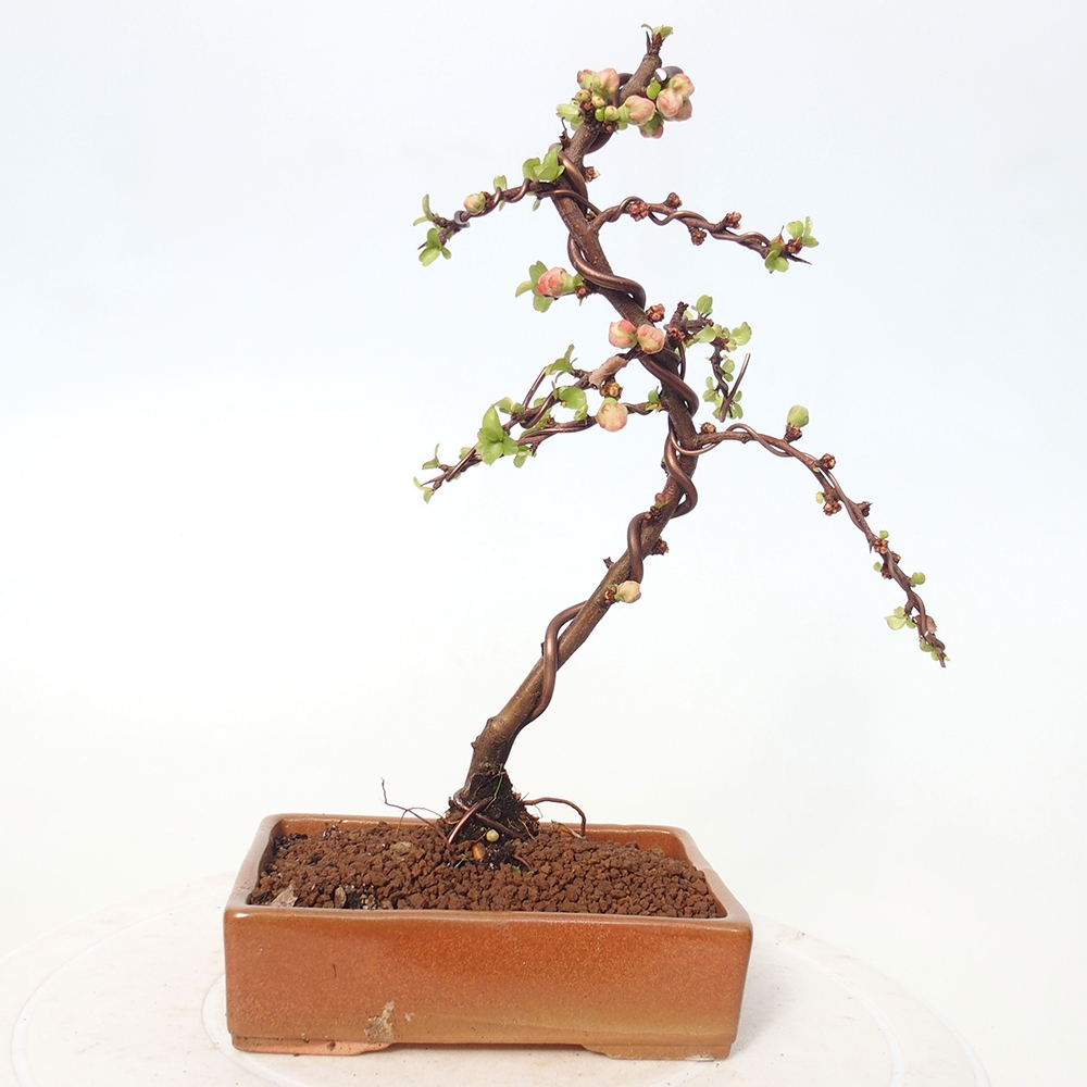 Bonsai voor buiten - Chaneomeles s. Red Joy - Kweepeer
