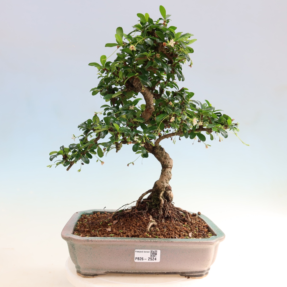 Kamerbonsai - Carmona macrophylla - Thee fuki