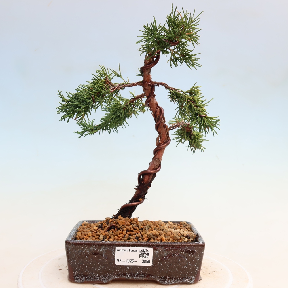 Bonsai voor buiten - Juniperus chinensis Kishu