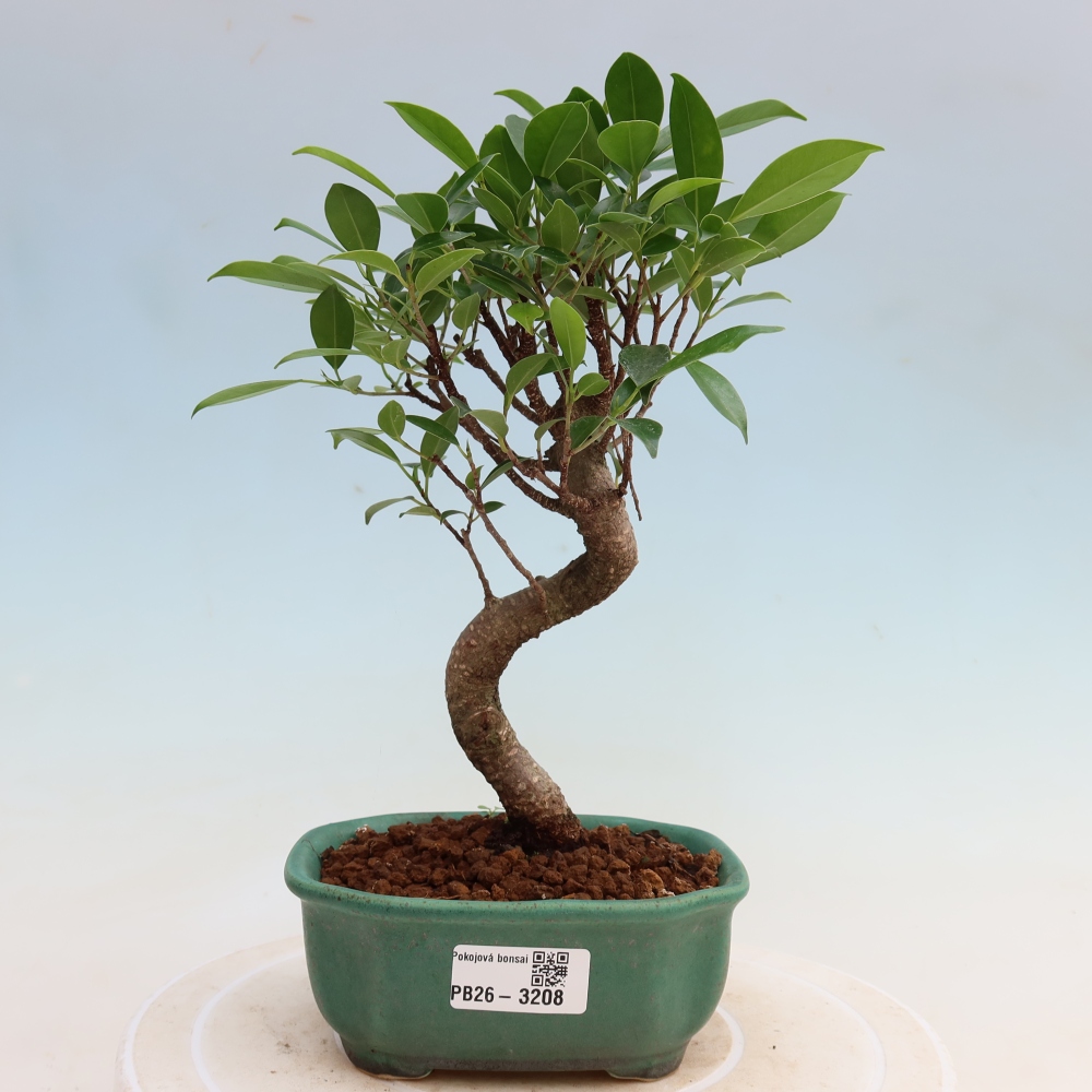 Kamerbonsai - Ficus kimmen - kleinbladige ficus