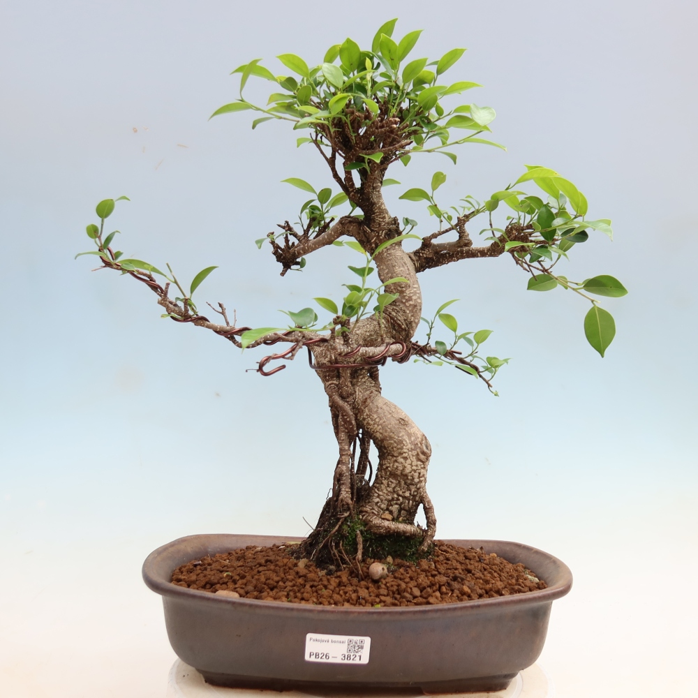 Kamerbonsai - Ficus kimmen - kleinbladige ficus