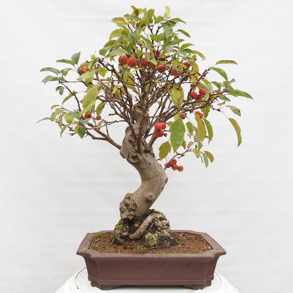 Bonsai voor buiten -Malus halliana - Appelboom met kleine vruchten