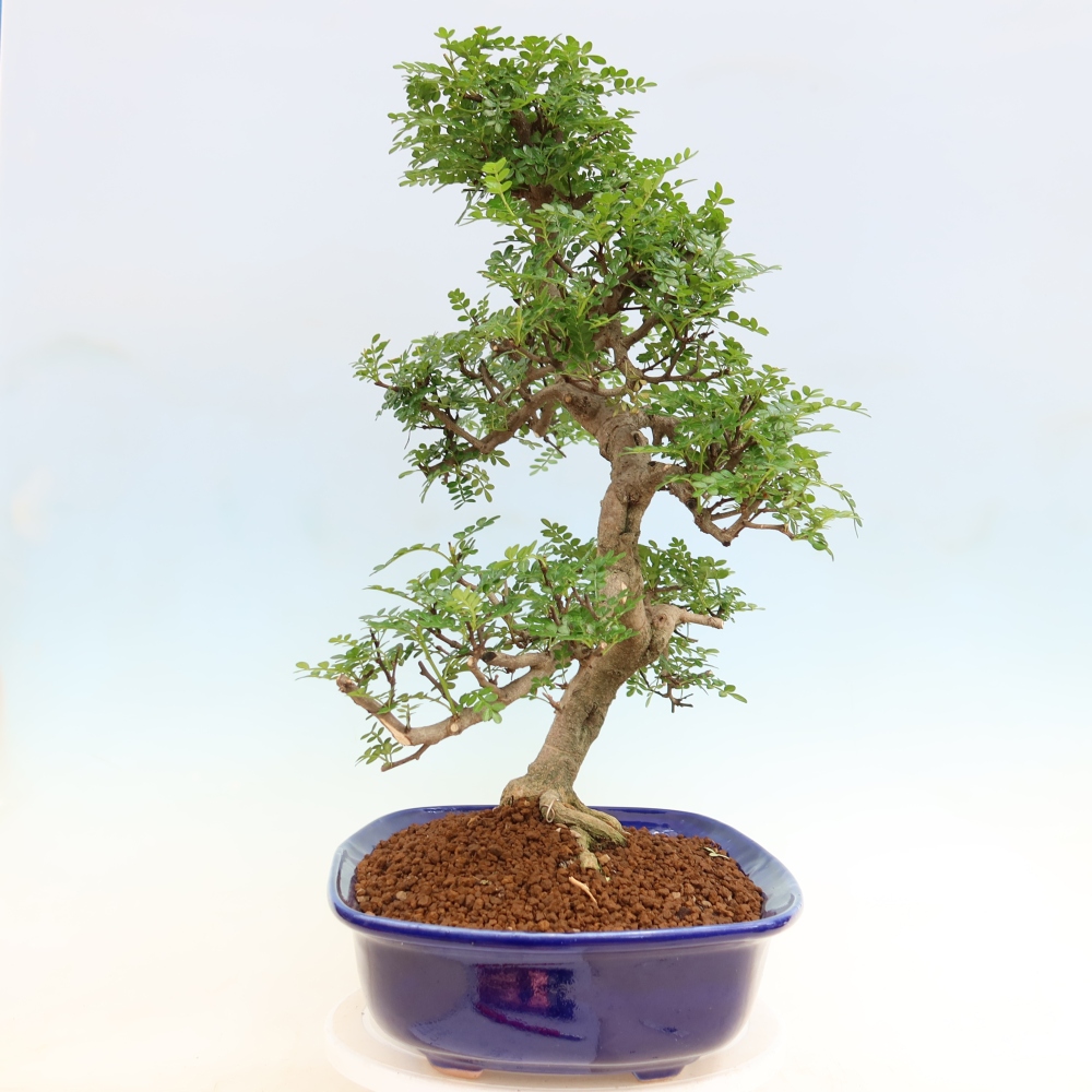 Kamerbonsai - Zantoxylum piperitum - peperboom