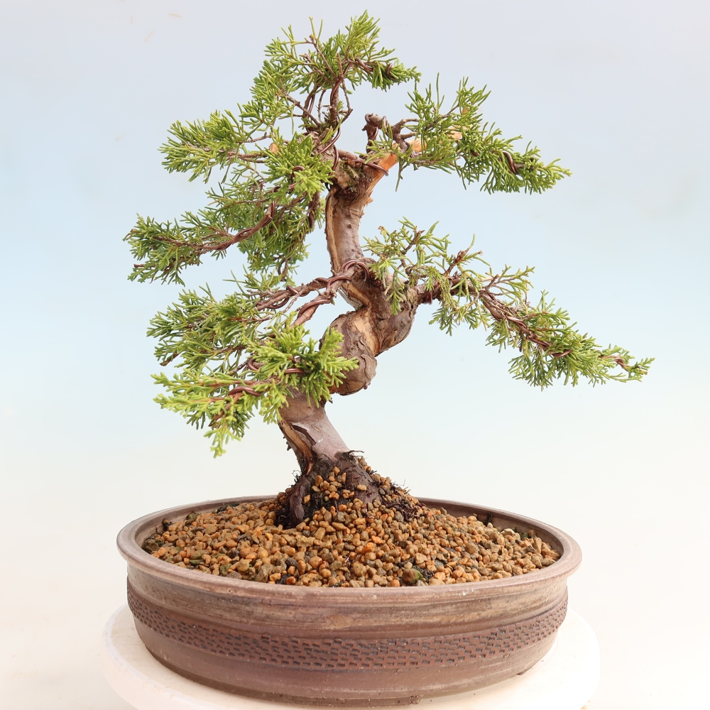Bonsai voor buiten - Juniperus chinensis Itoigawa-Juniperus chinensis